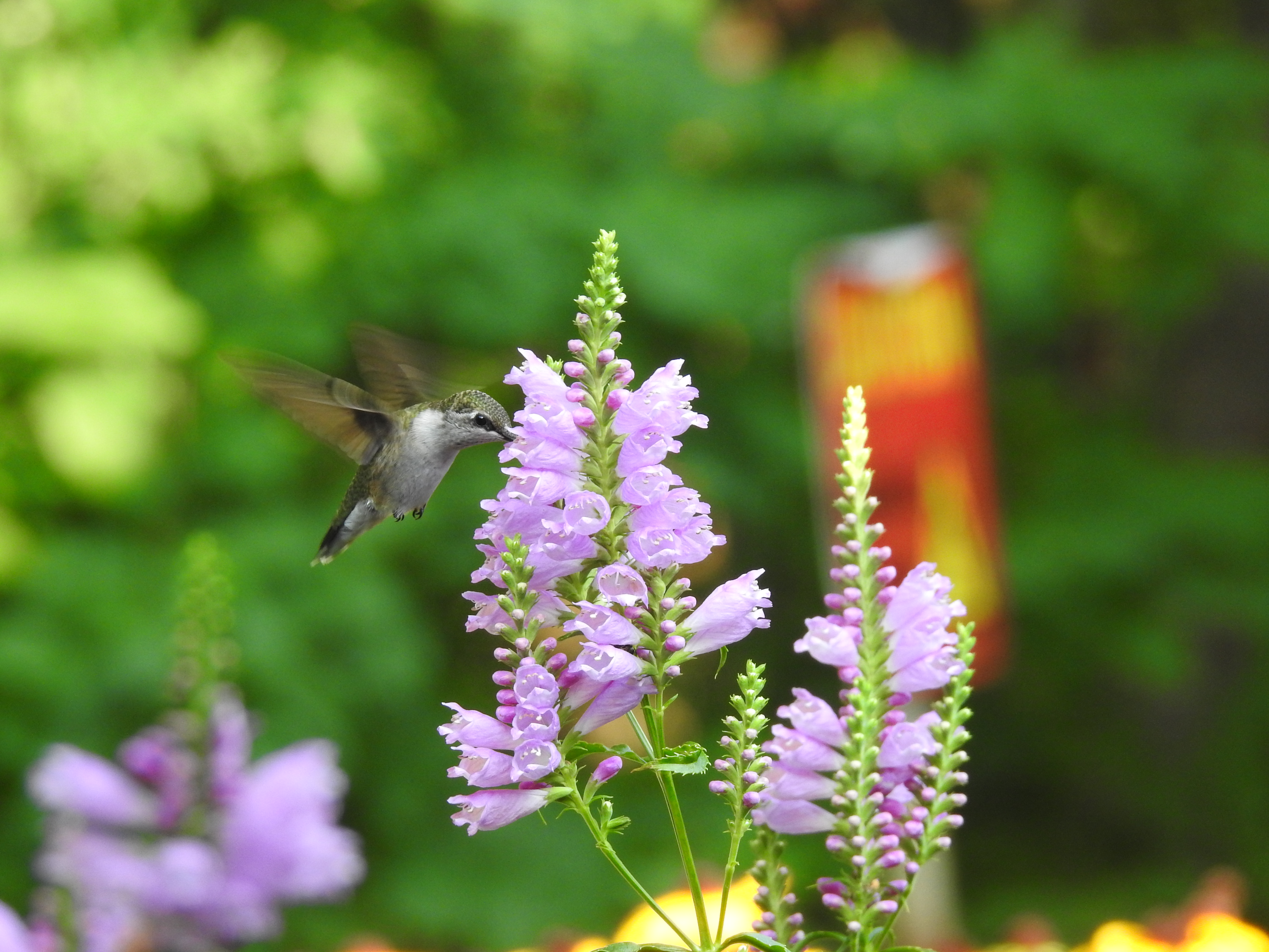 A hummingbird feeding from a flower.