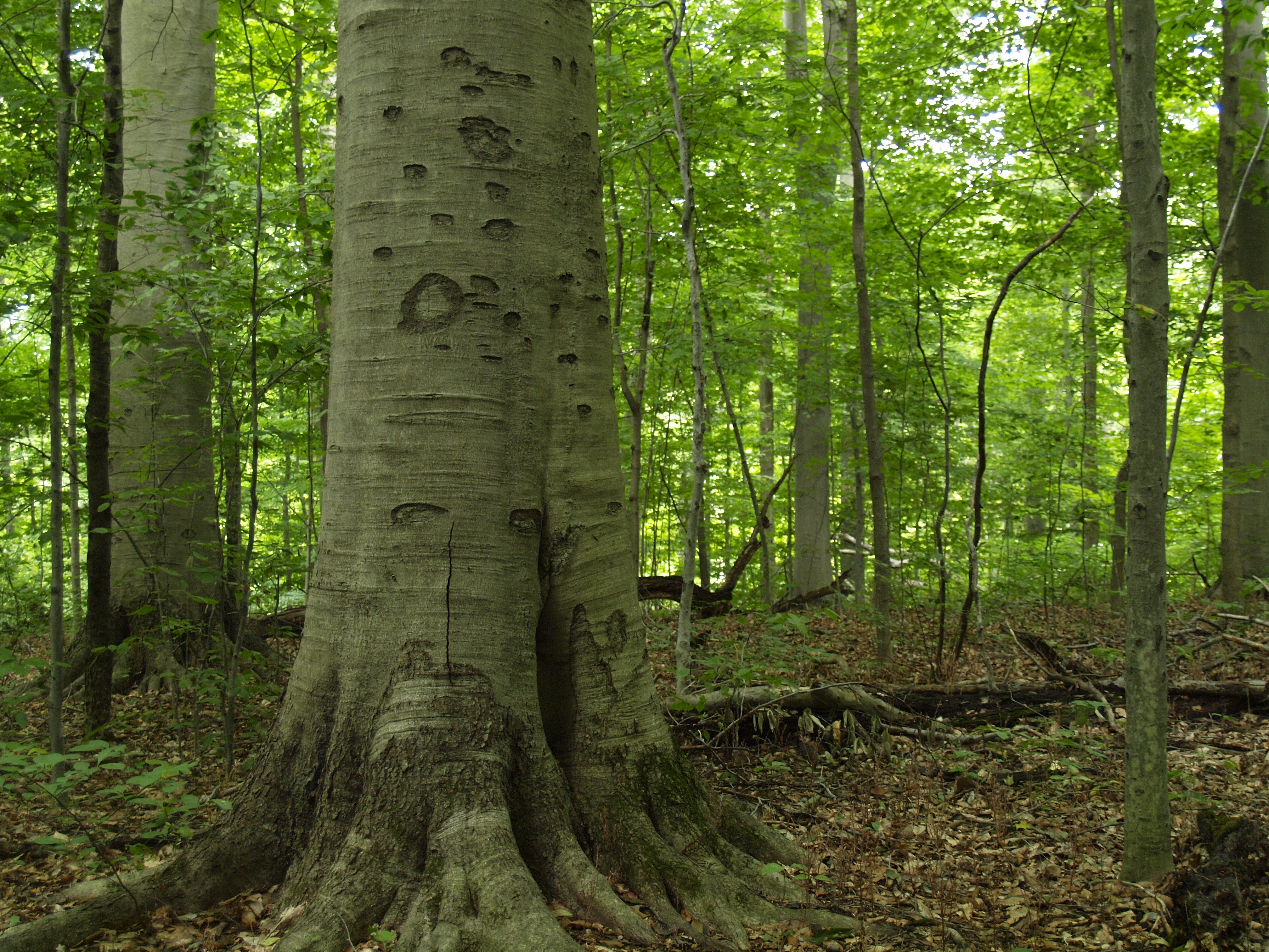 A large, old tree in a forest.